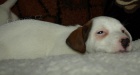 jack russell terier