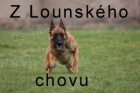 Belgick ovk Malinois