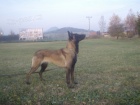 Belgick ovk Malinois