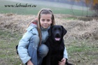 ttka Labrador Retriever s PP