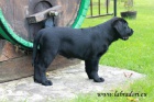 ttka Labrador Retriever s PP