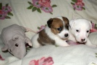 Ndhern ttka Jack Russell terier