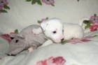 Ndhern ttka Jack Russell terier
