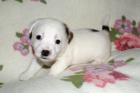 Ndhern ttka Jack Russell terier