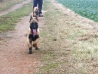 Belgick ovk Malinois