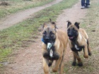 Belgick ovk Malinois