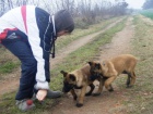 Belgick ovk Malinois