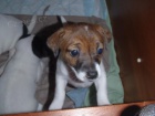 Jack russel terir fenka