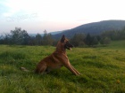 tylet malinois bez PP - Brno