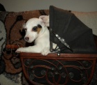 tntka jack russell terier