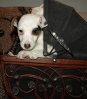 tntka jack russell terier