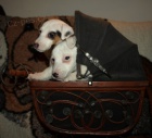 tntka jack russell terier