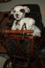 tntka jack russell terier