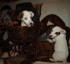 tntka jack russell terier