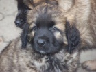 Leonberger