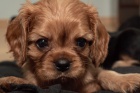 Ruby fenka s PP
