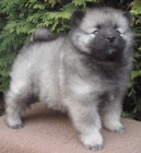 Keeshond / vl pic pikov tata s PP hlda