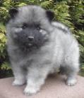 Keeshond / vl pic pikov tata s PP hlda