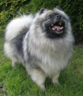 Keeshond / vl pic pikov tata s PP hlda