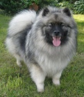 Keeshond / vl pic pikov tata s PP hlda