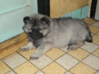 Nmeck pic vl/keeshond