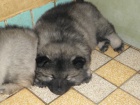 Nmeck pic vl/keeshond