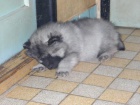 Nmeck pic vl/keeshond