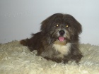 Lhasa Apso s PP