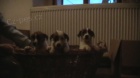 Jack russell terir