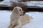 Golden retriever - nabzme psa ke kryt s PP