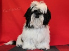 Shih-tzu - ttka s PP