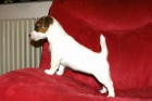 Ndhern fenka Jack Russell terier