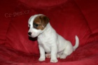 Ndhern fenka Jack Russell terier