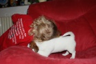 Ndhern fenka Jack Russell terier