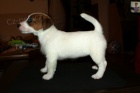 Ndhern fenka Jack Russell terier