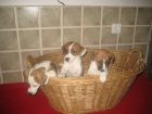 Jack russell terir