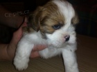 Lhasa apso s PP