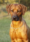 Rhodsk ridgeback - tata s PP