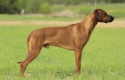 Rhodsk ridgeback - tata s PP