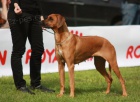 Rhodsk ridgeback - tata s PP