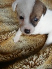 LUXUSN PEJSEK JACK RUSSELL TERIER - PO RODICH S PP!