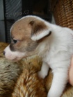 LUXUSN PEJSEK JACK RUSSELL TERIER - PO RODICH S PP!