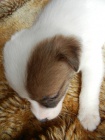 LUXUSN PEJSEK JACK RUSSELL TERIER - PO RODICH S PP!