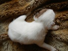 LUXUSN PEJSEK JACK RUSSELL TERIER - PO RODICH S PP!