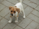 LUXUSN PEJSEK JACK RUSSELL TERIER - PO RODICH S PP!