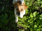 LUXUSN PEJSEK JACK RUSSELL TERIER - PO RODICH S PP!