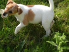 LUXUSN PEJSEK JACK RUSSELL TERIER - PO RODICH S PP!