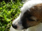 LUXUSN FENEKA JACK RUSSELL TERIER, PO PAPROVCH RODICH