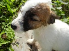 LUXUSN FENEKA JACK RUSSELL TERIER, PO PAPROVCH RODICH