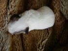 LUXUSN FENEKA JACK RUSSELL TERIER, PO PAPROVCH RODICH